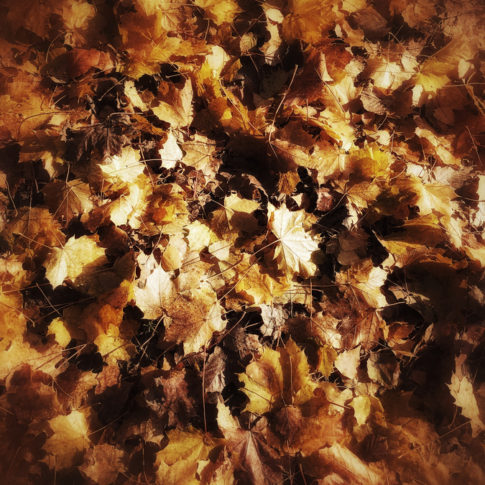 photo artistique feuilles hivernales au sol