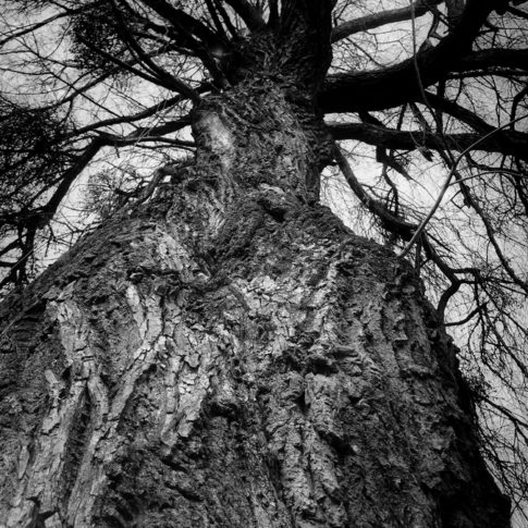 photo artistique nature arbre noir et blanc